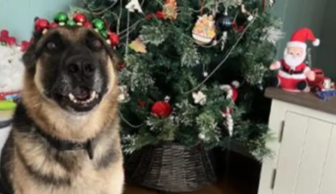 Police dog recovering after fall in scalding water