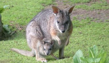 Bay of Plenty wallaby infestation: 2000 controlled this year
