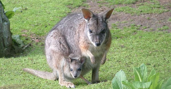 Bay of Plenty wallaby infestation: 2000 controlled this year
