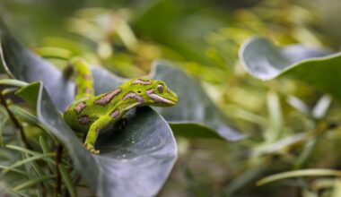 Jail after undercover gecko-smuggling sting