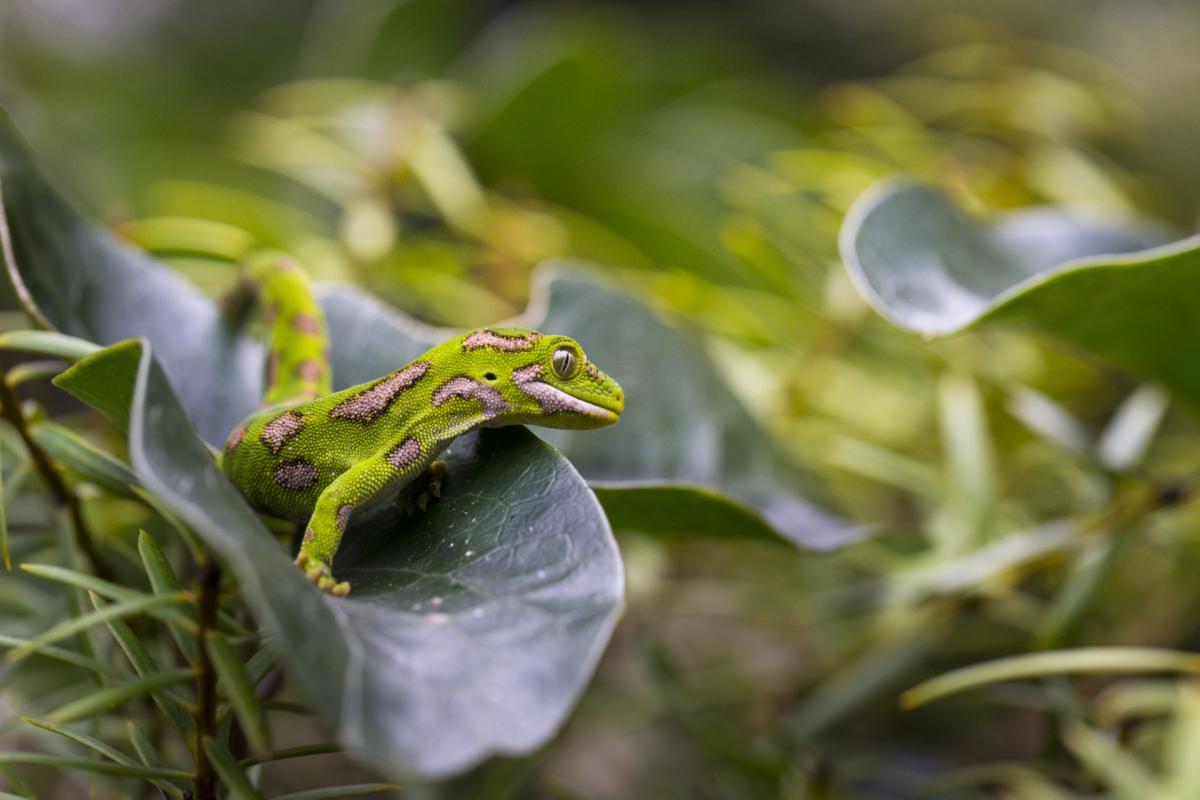 Jail after undercover gecko-smuggling sting
