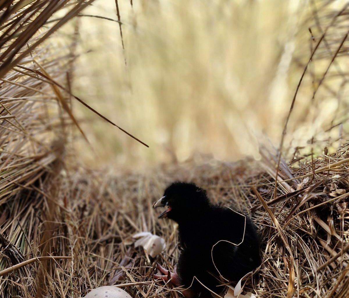 Takahē nesting in wild areas of Upper Wakatipu