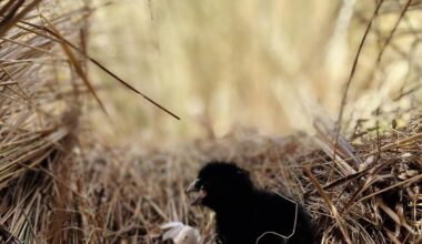 Takahē nesting in wild areas of Upper Wakatipu