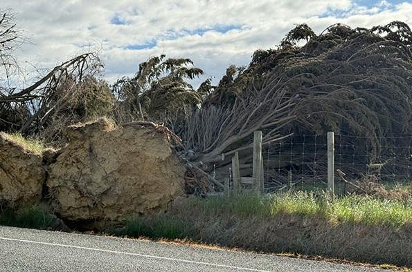 Storm-damaged trees still causing havoc in South