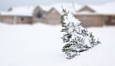 Curbside Christmas Tree Collection Comes in January