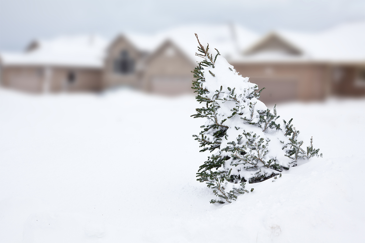 Curbside Christmas Tree Collection Comes in January