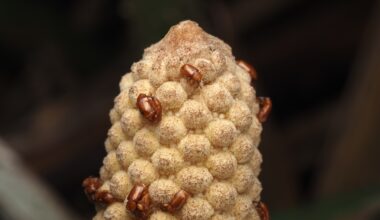 These ancient plants attract pollinators by getting hot : NPR