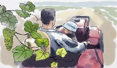 An illustrated watercolour scene depicting a farmer driving a tractor with a baby on his lap and grape vines in the foreground.