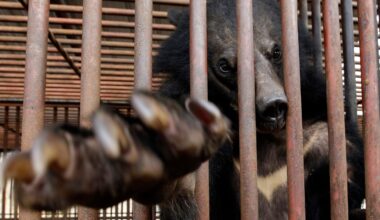 South Korea will stop farming of bears for bile