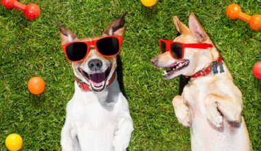 Two dogs wearing sunglasses on a lawn with chew toys.