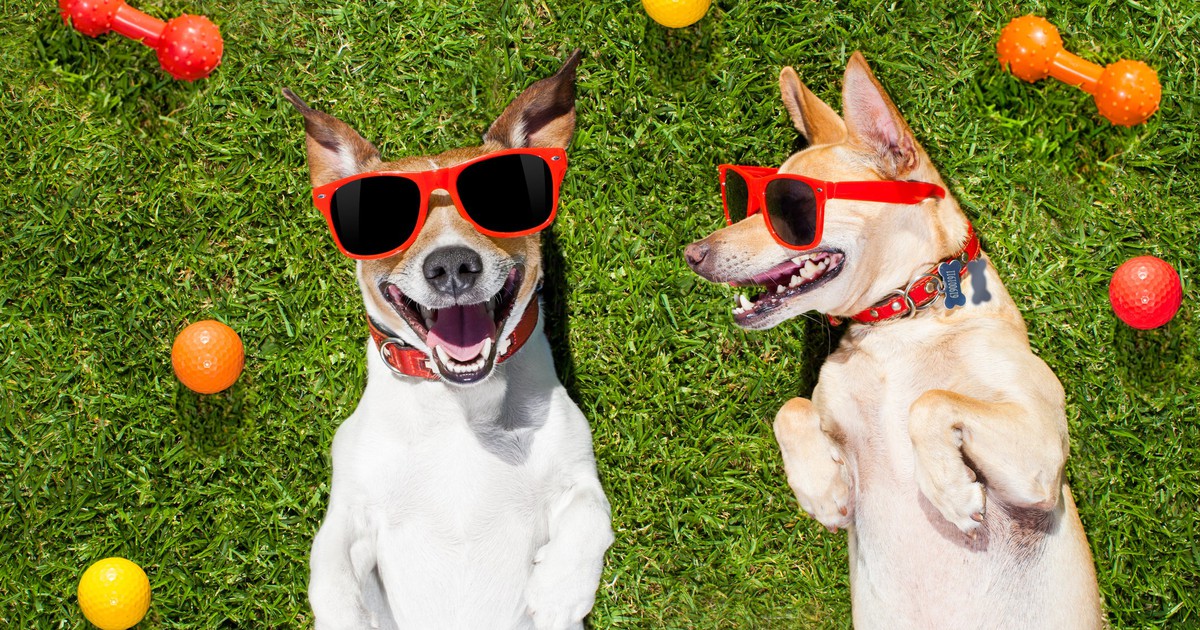 Two dogs wearing sunglasses on a lawn with chew toys.