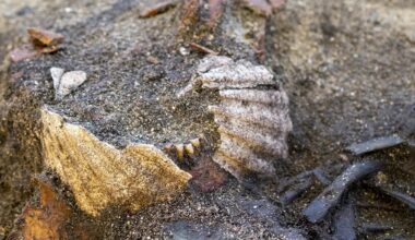 Viking-Age Grave Reveals a Burial Unlike Anything Seen Before : ScienceAlert