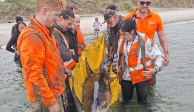 KiwiRail crew and locals join forces to rescue dolphin