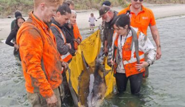Keen-eyed KiwiRail workers rescue beached dolphin
