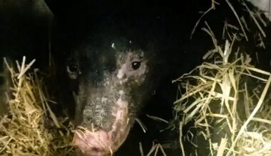 Bear believed to be burned while hibernating now recovering at B.C. wildlife shelter