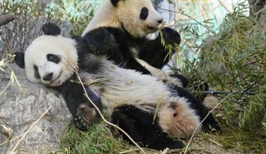 Japan will be without a panda for the first time in 50 years after twins leave Tokyo