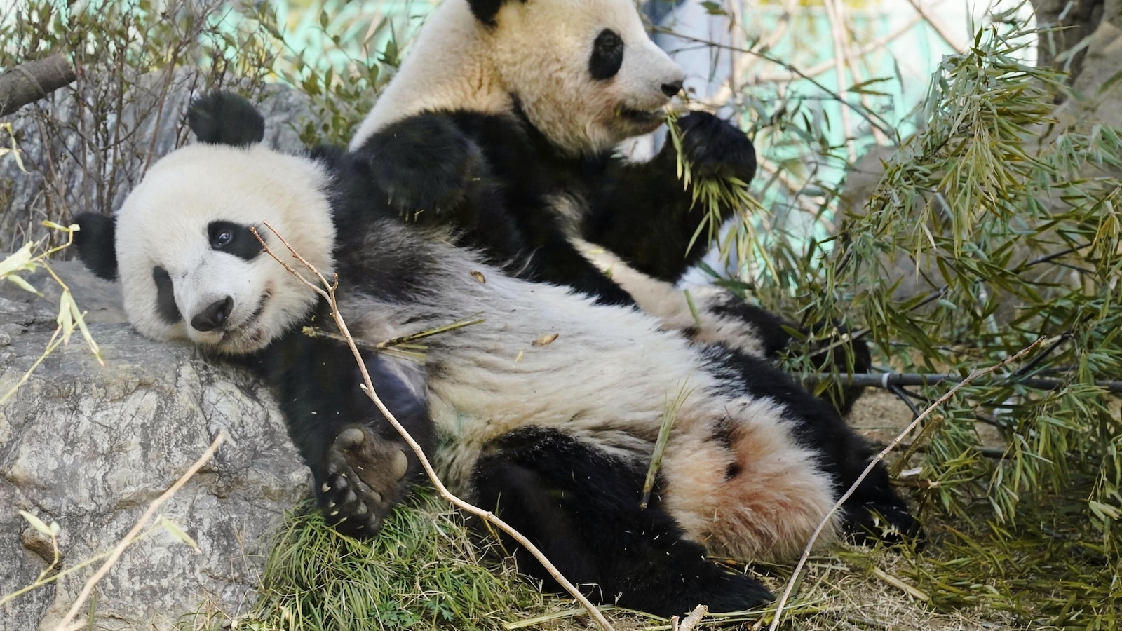 Japan will be without a panda for the first time in 50 years after twins leave Tokyo