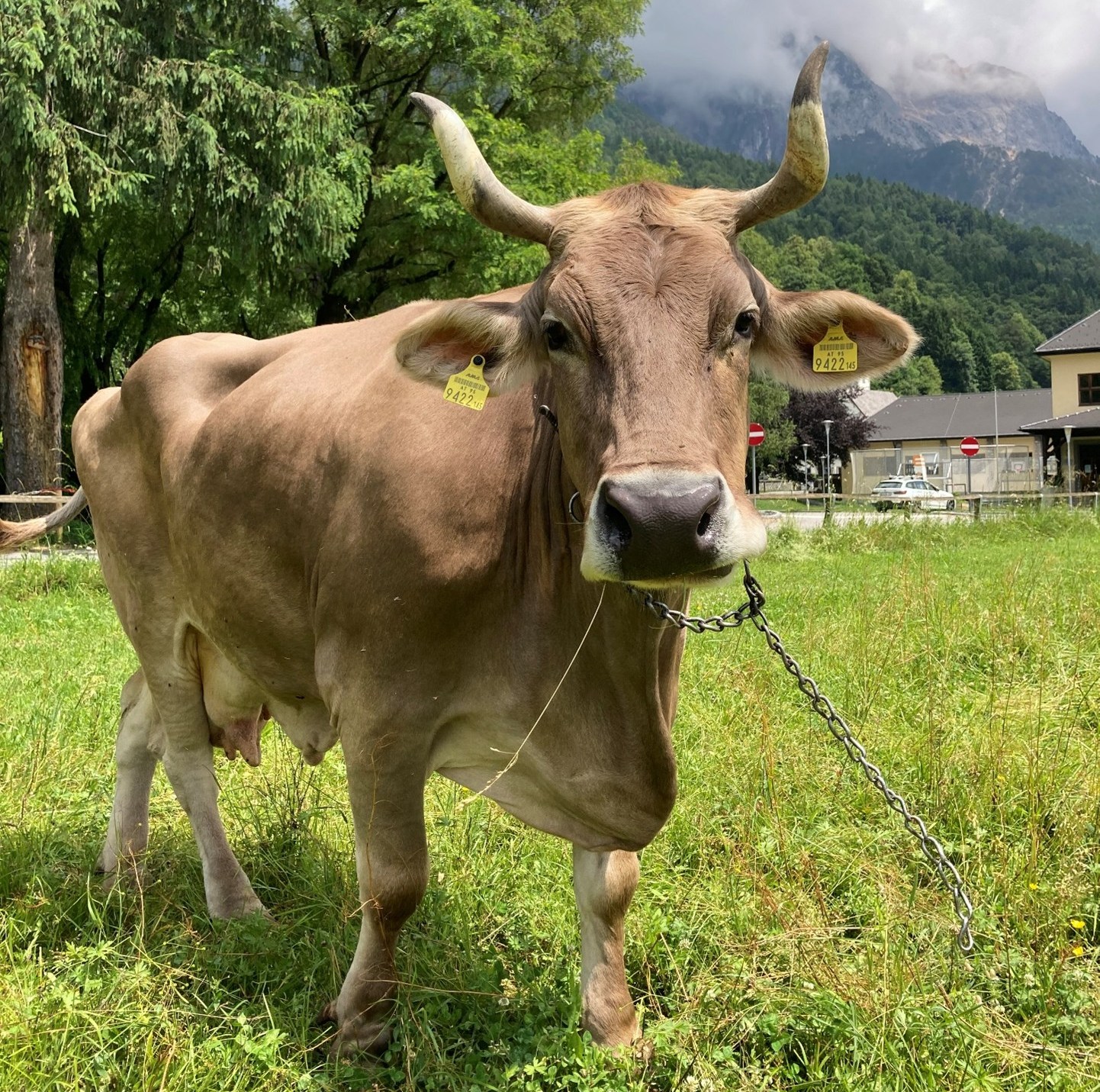 A light brown cow with large horns and ear tags stands in a grassy field with trees and mountains in the background.