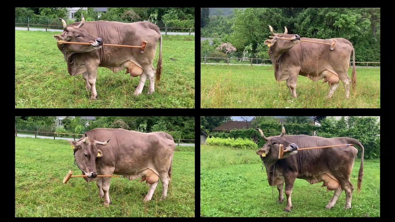 Collage of a cow named Veronika using a brush to scratch herself in four different ways.