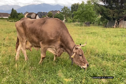 A brown cow grazes in a green pasture with houses and mountains in the background.
