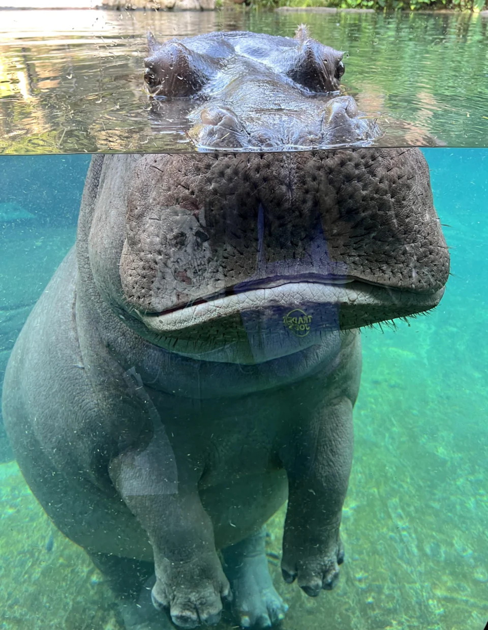 Half-submerged hippopotamus stands in clear water, eyes and nostrils above the surface, revealing a curious expression