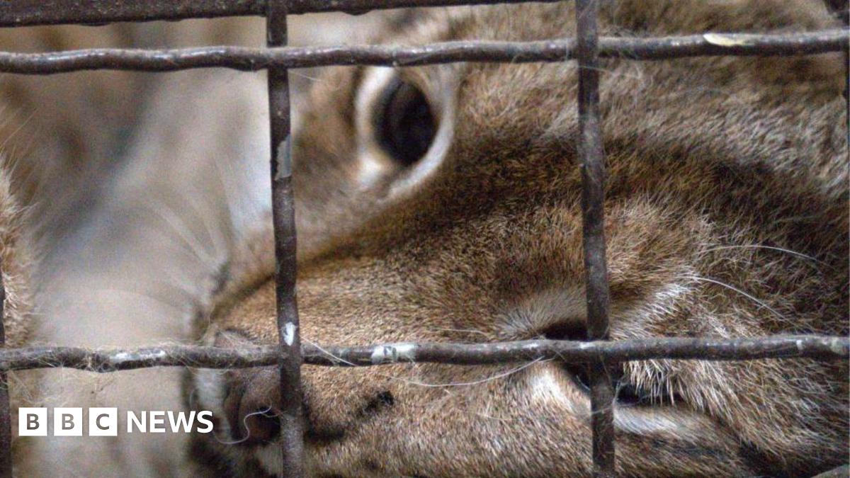 A light brown lynx putting her paw through a gap in her cage towards the camera while lying down