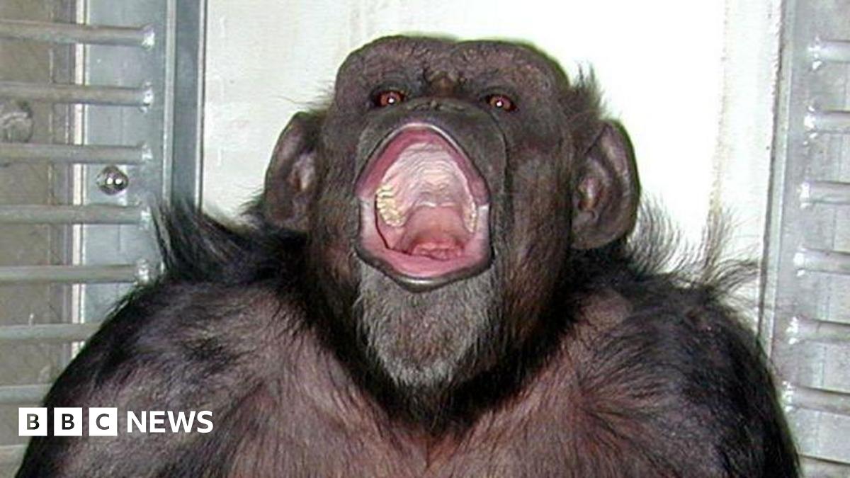 Close-up shot of a chimpanzee with its mouth wide open.