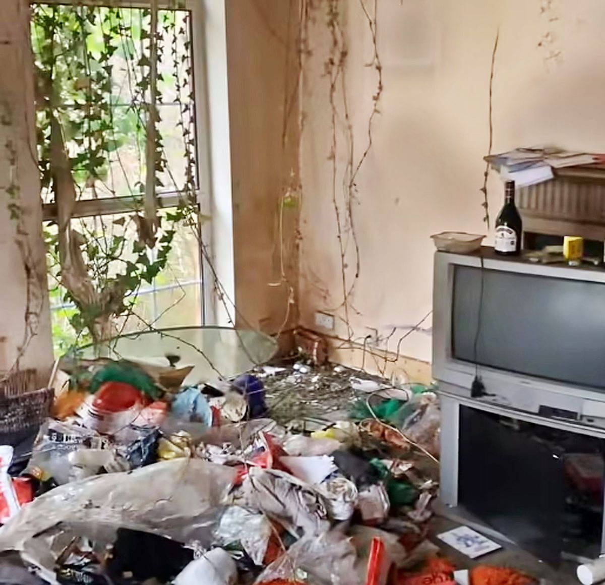 Vines growing inside the property