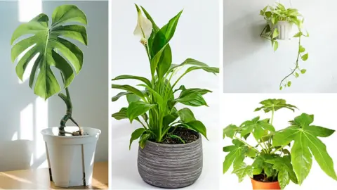 A monstera, peace lily, devils ivy and false castor oil plant next to each other. 