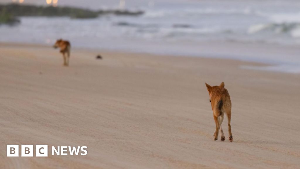 Canadian woman found dead surrounded by dingoes on Australian beach
