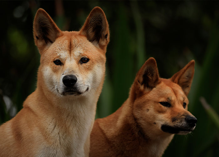 Two dingoes in natural habitat, illustrating key elements related to autopsy results and clues in Canadian teen case.