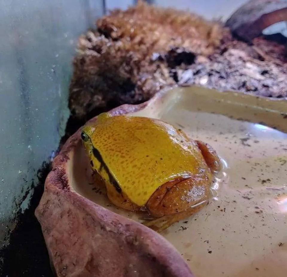Yellow frog sitting in a shallow water dish inside a terrarium