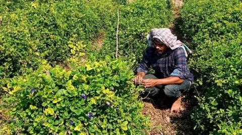 Pushpal Biswas Pushpal Biswas crouches down and inspects a butterfly tea bush