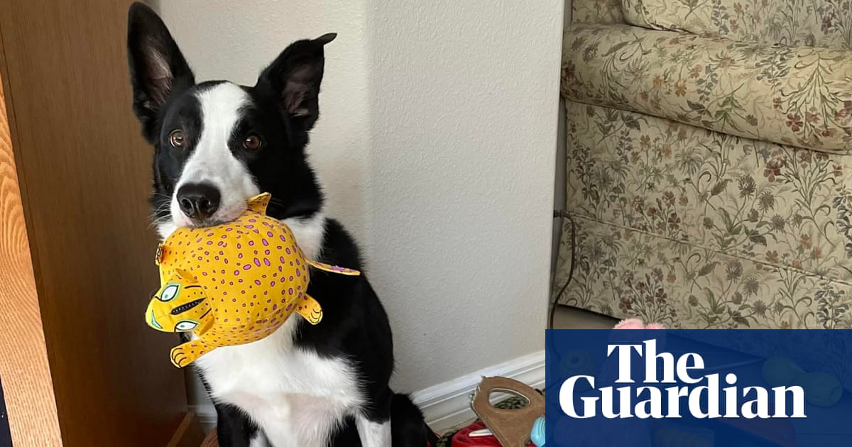 ‘Gifted learner dogs’ can learn words by eavesdropping, study says | Animal behaviour