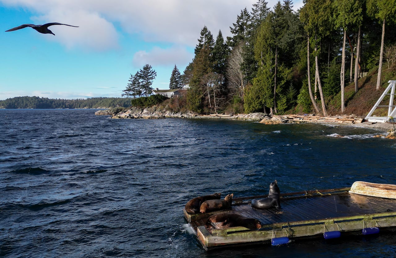 Four brown seals sit on a dock surrounded by blue water under a clear sky.