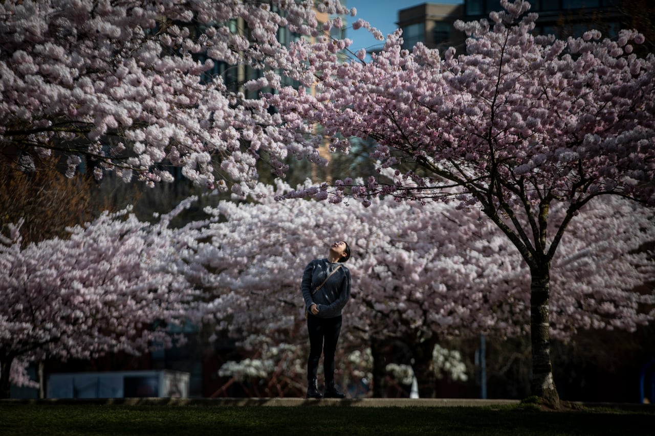 A woman stands on a sidewalk and looks at bright pink cherry flowers above her.