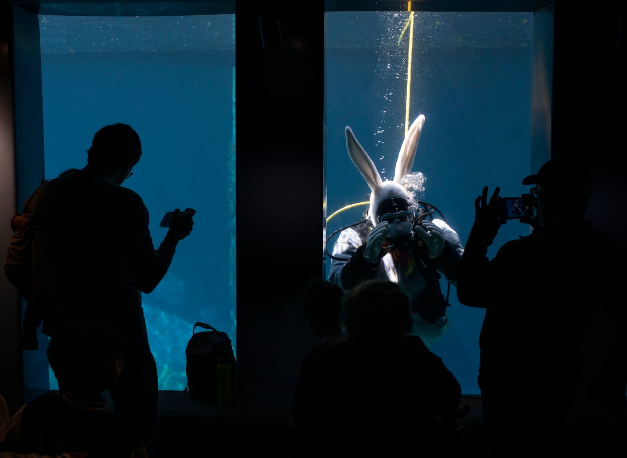 A scuba diver underwater wears a easter bunny costume while people wave at him through glass.