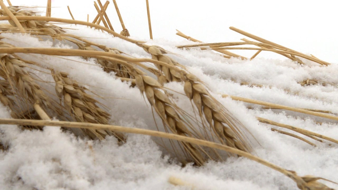Crops seen on a snowy field.