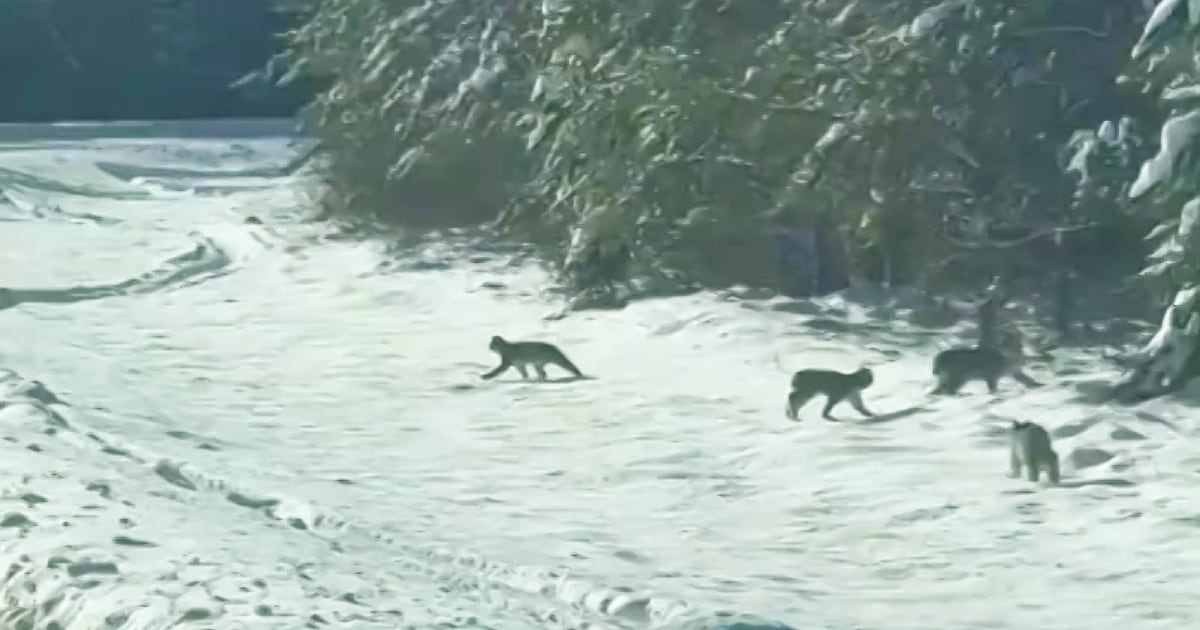 Rare sighting of lynx family crossing the road in northwest