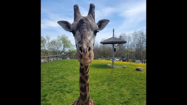 Giraffe dies after being caught in habitat door at Toronto Zoo