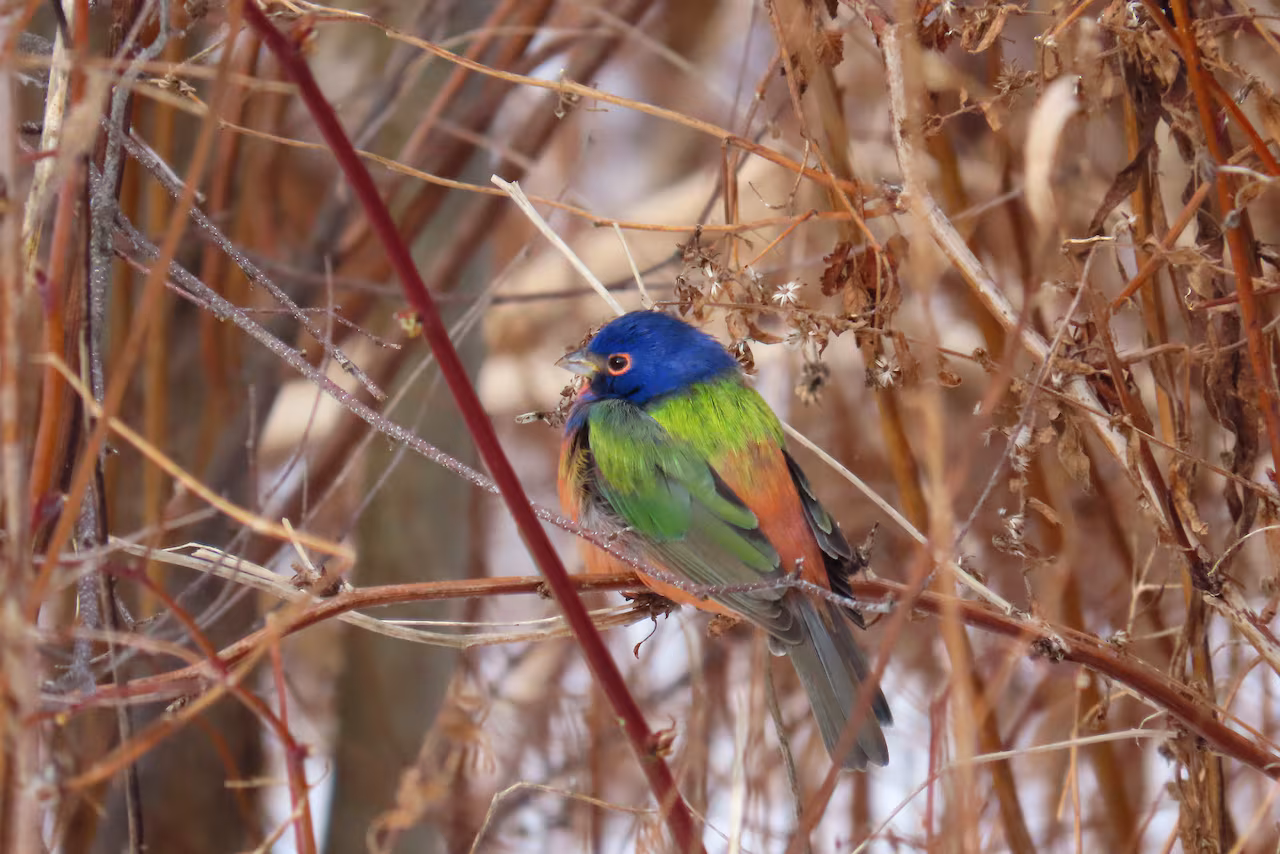 A colourful bird, with a blue head and green and orange wings, sitting on a small tree branch.