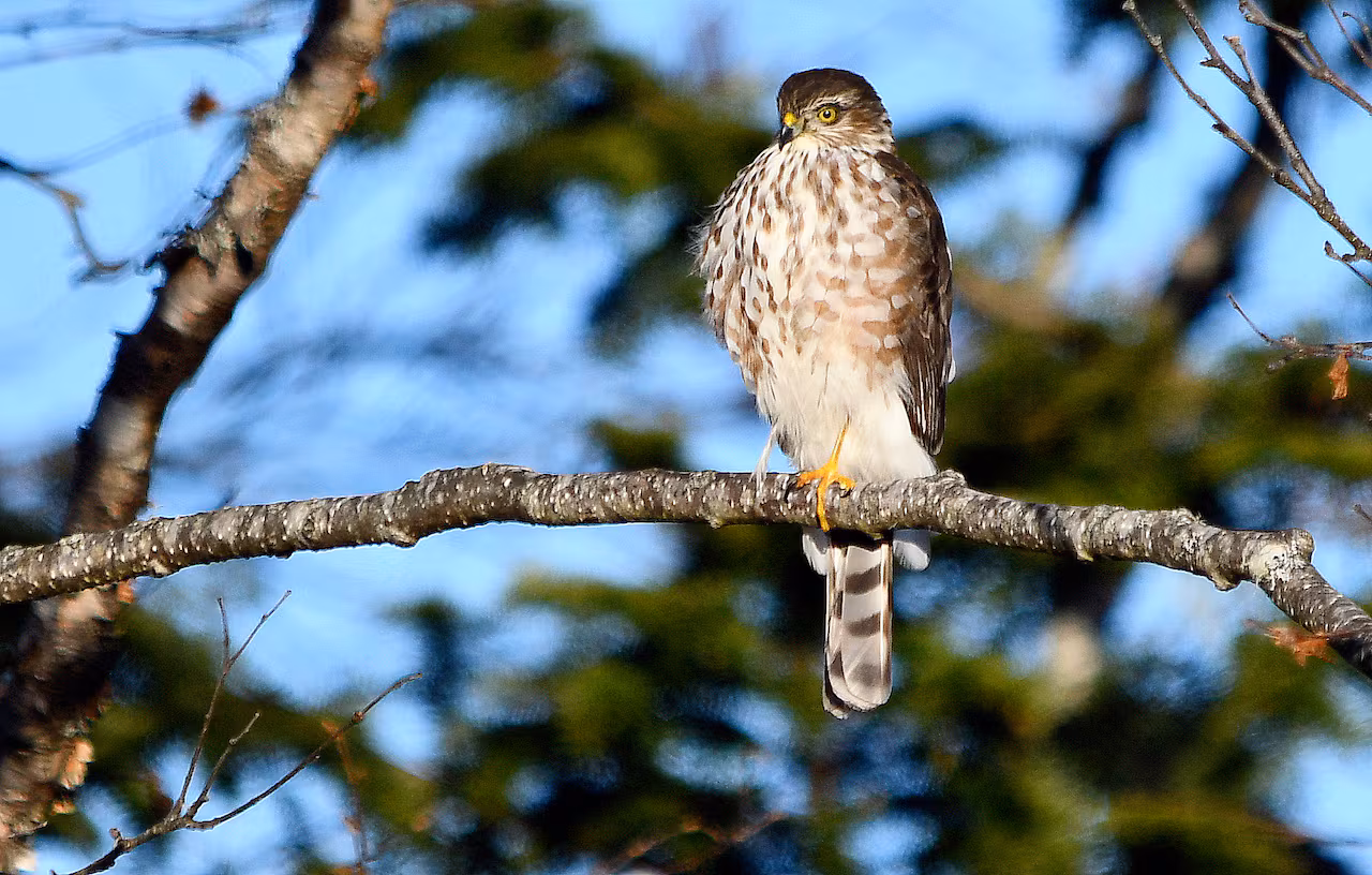 A brown and white hawk perched on a tree branch