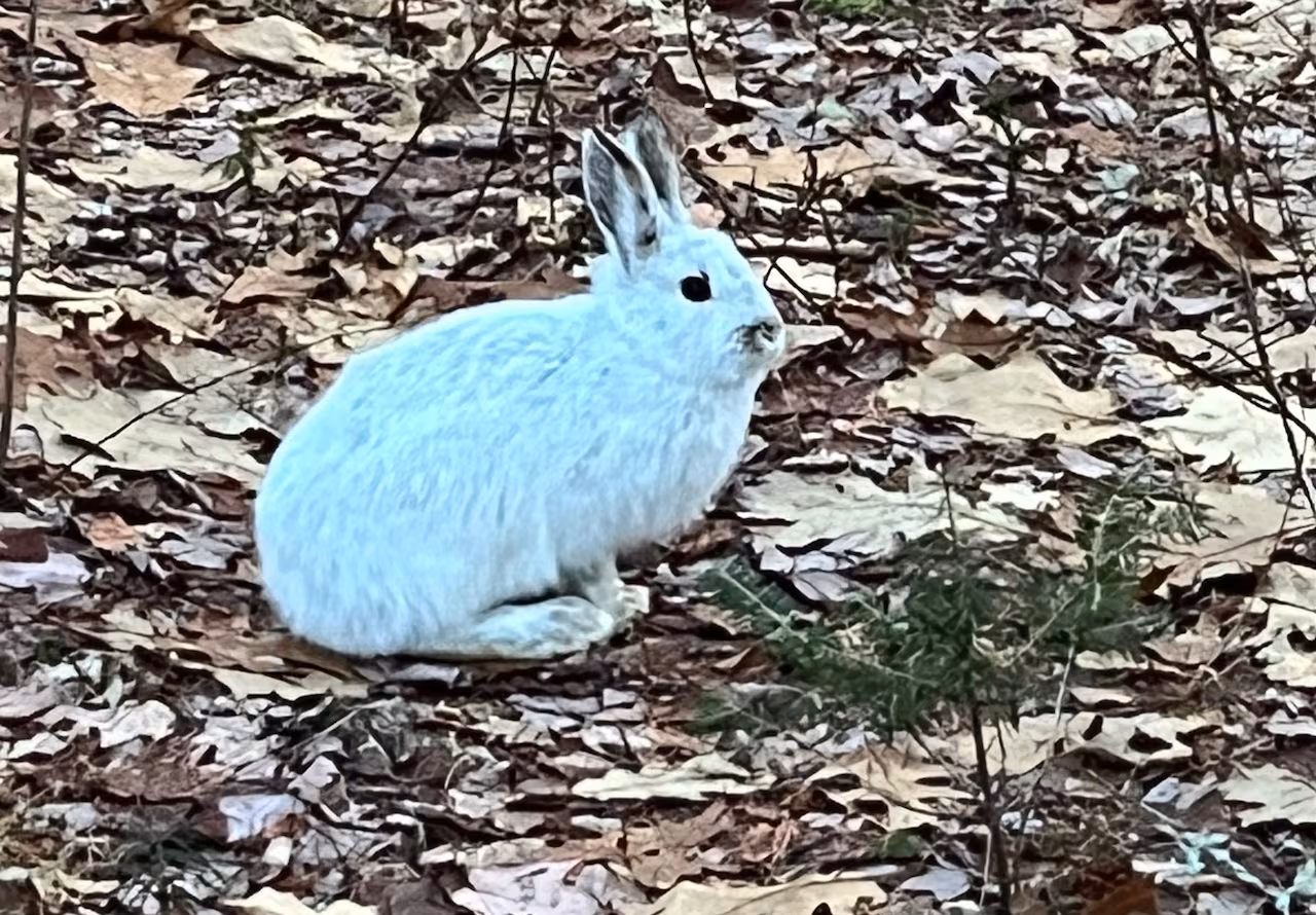A white bunny sitting amongst some scattered leaves