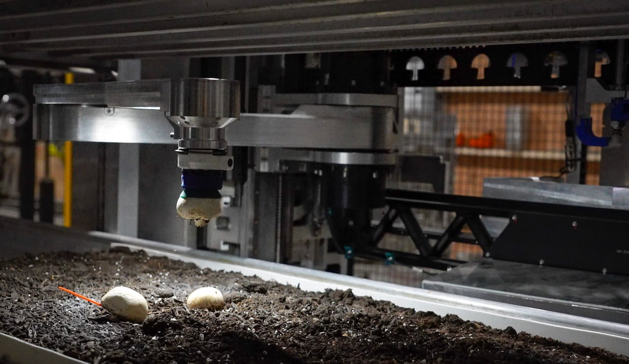 Robot arm picking a mushroom