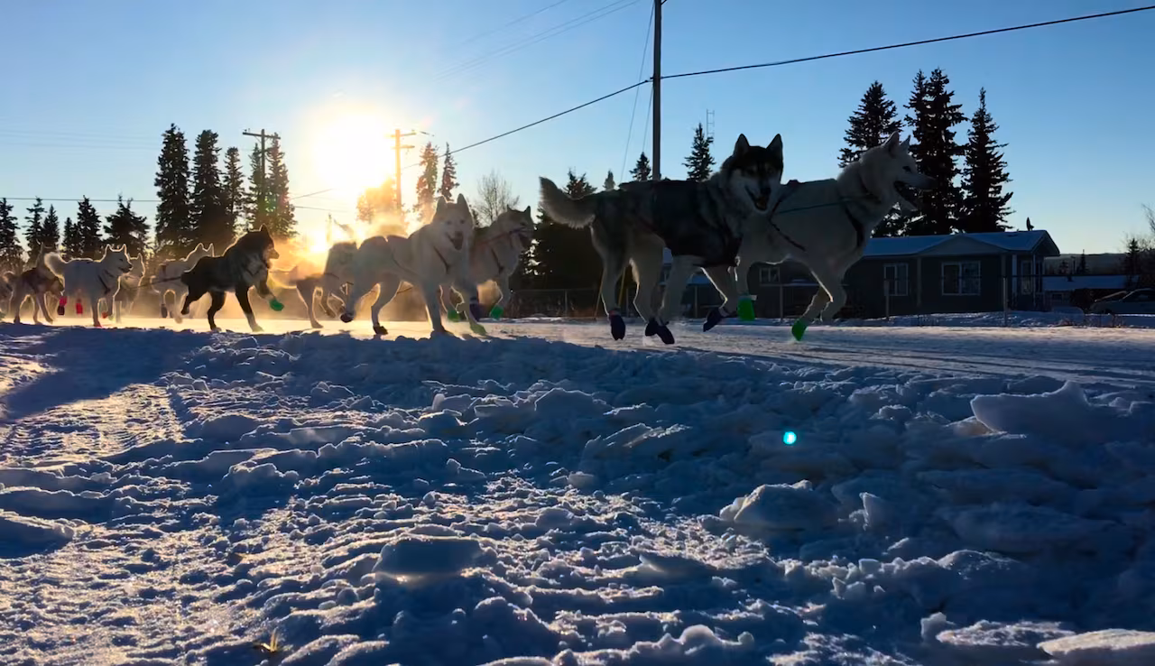 A sled dog team running in the snow.