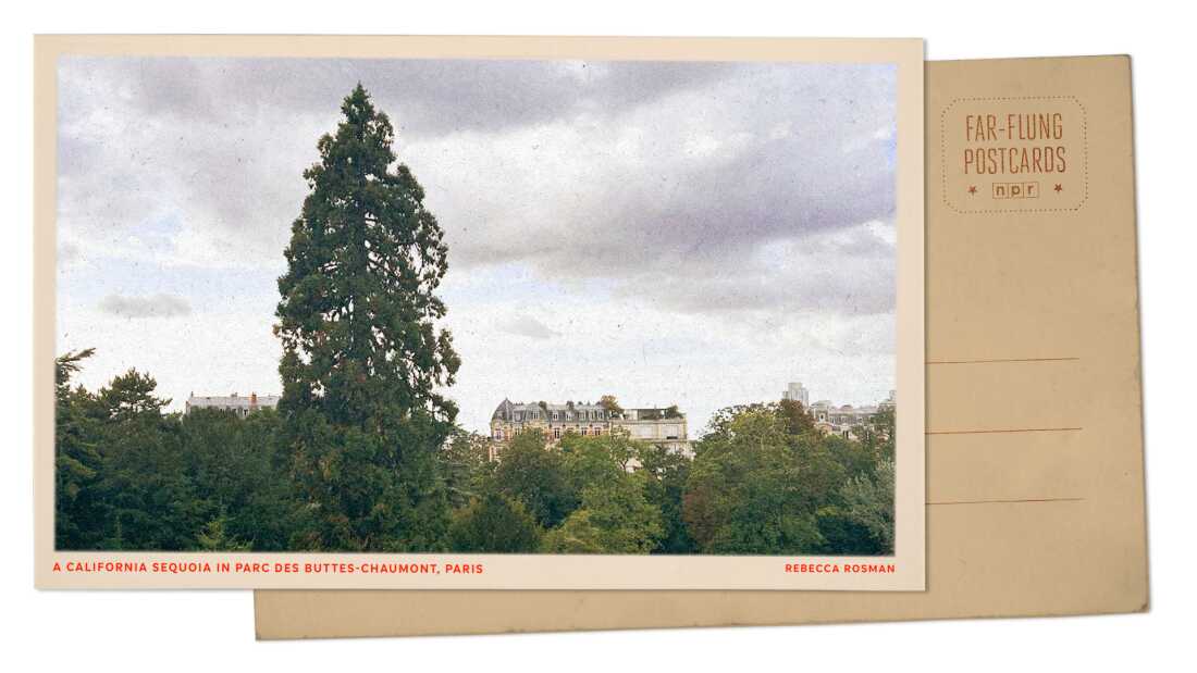 A lone sequoia tree towers over other foliage in a park in a photograph that has been made to look like a postcard.