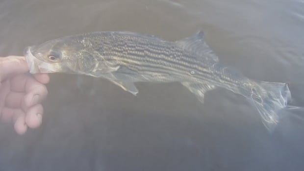 Striped bass stocks increasing, DFO says