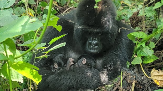 Rare mountain gorilla twins born in the wild
