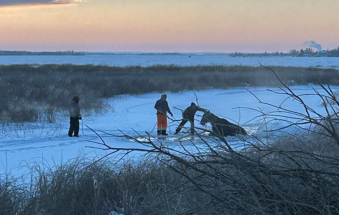 Three people stand on a frozen creek, trying to help a struggling horse trapped in the ice.