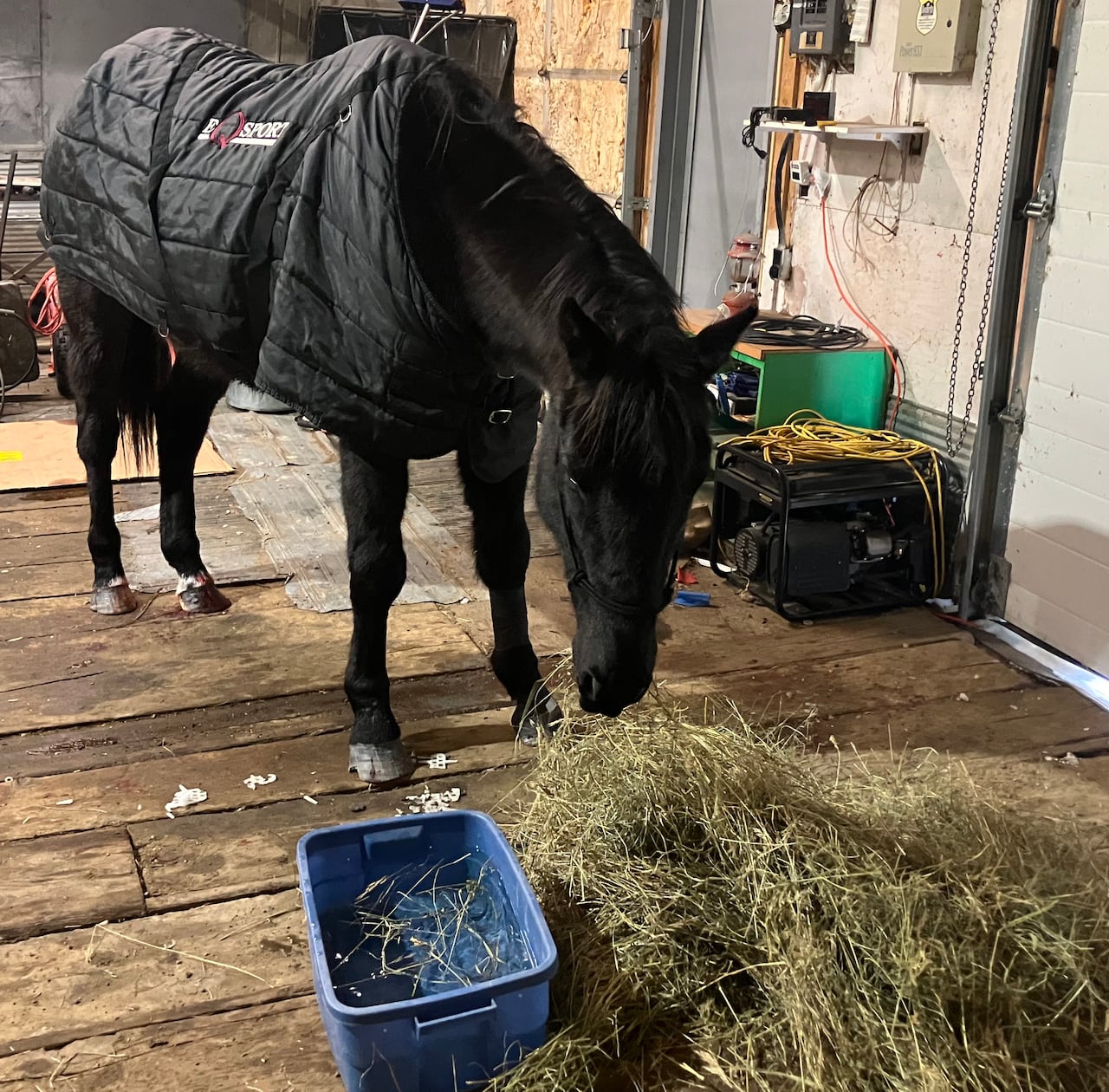 A horse in a black nylon coat eats hay from a pile on a wooden floor inside a building.